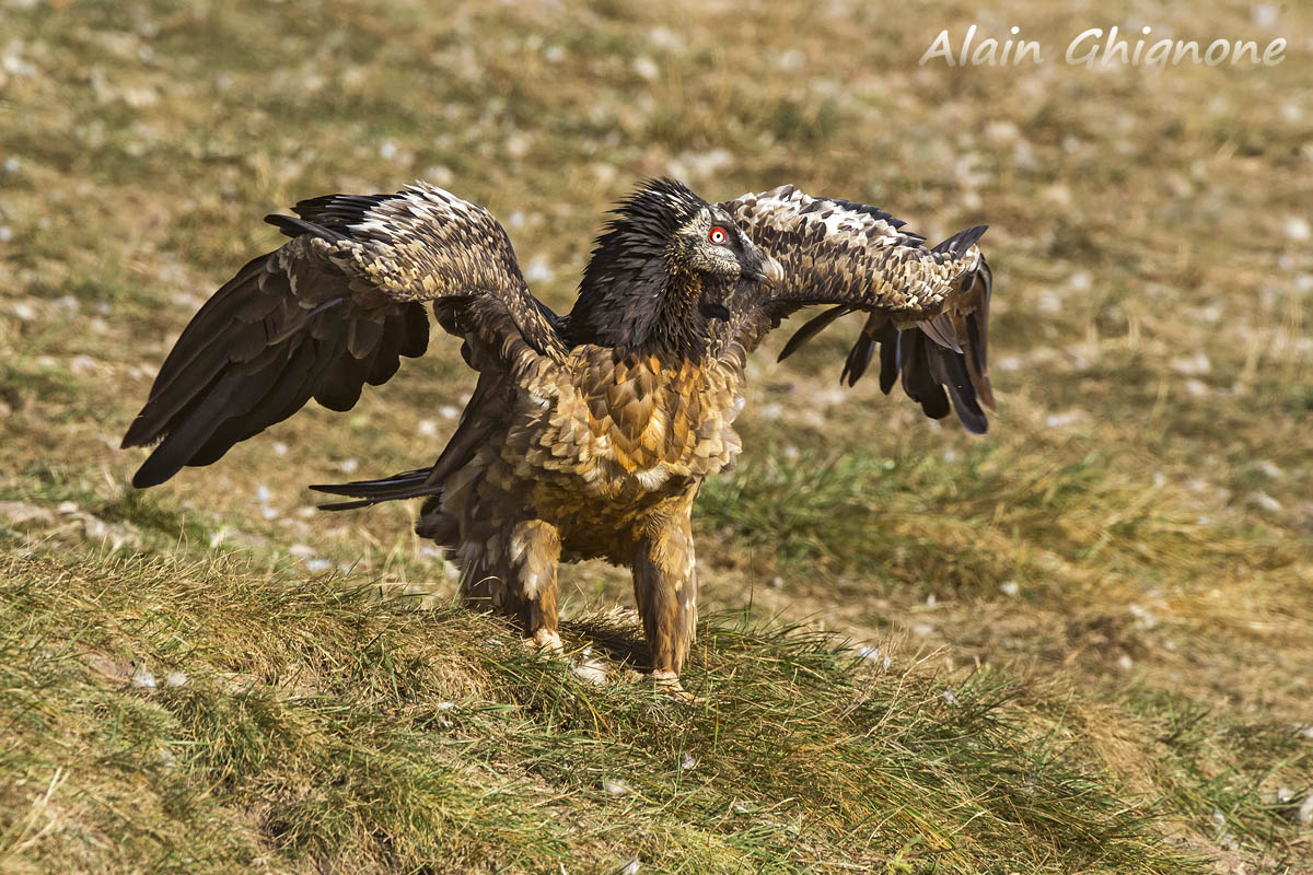3 diversi avvoltoi...